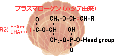 プラズマローゲン（ホタテ由来）