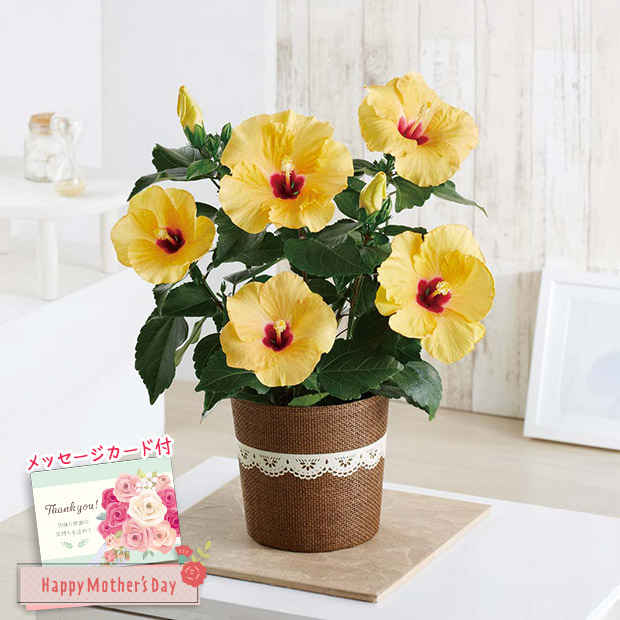 ＜母の日＞ハイビスカス（アドニスイエロー）（MA37-2C）
