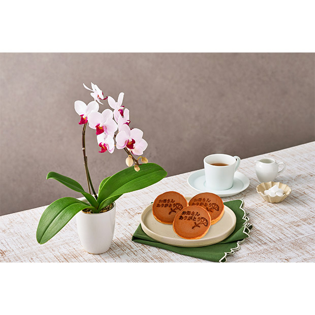 ＜母の日＞【ホシファーム】ミディ胡蝶蘭リトルジェム１本立＆徳島なると金時のどら焼き3個