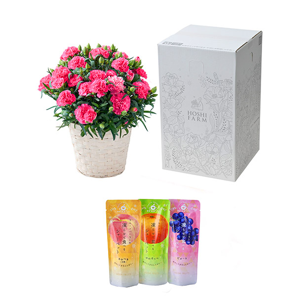 ＜母の日＞【ホシファーム】カーネーション＆凍らせて食べるシャーベット彩果しずく3袋