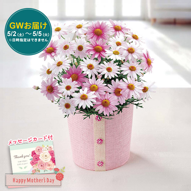 【GWのお届け】＜母の日＞マーガレット（さくらべーる）（MR37-11）