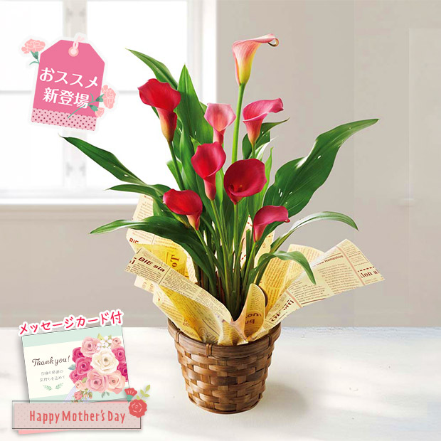 ＜母の日＞カラー（チェリーソルベ）（MY37-32C）