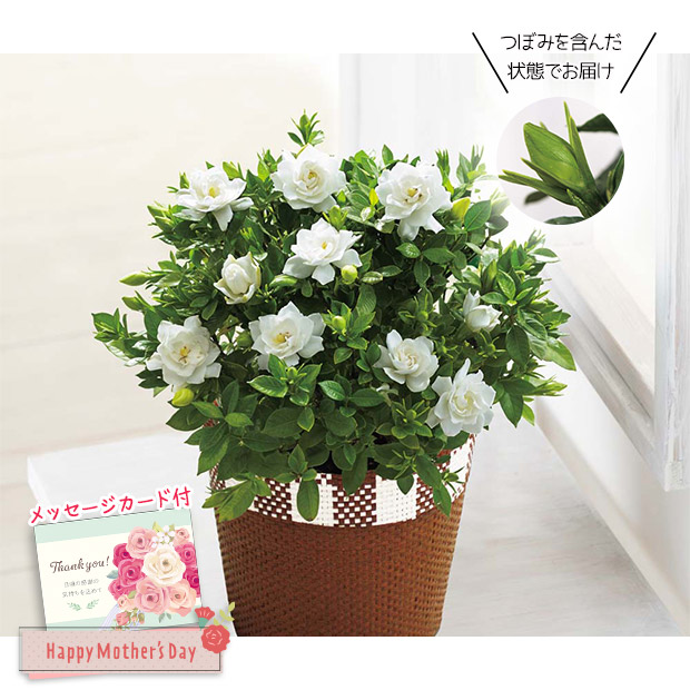 ＜母の日＞ガーデニア（MR37-8）