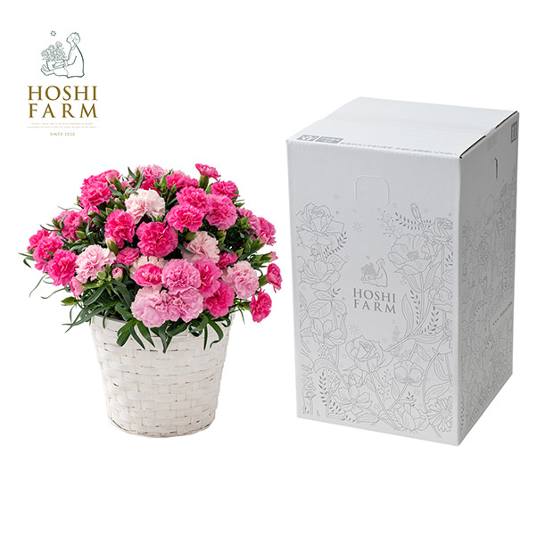＜母の日＞【ホシファーム】カーネーション（ホットハート）