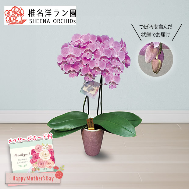 ＜母の日＞胡蝶蘭（ビックリップキティ）（MC37-5）