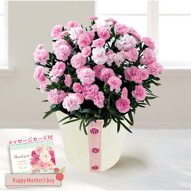 ＜母の日＞カーネーション（バンビーノ）（MC37-7）