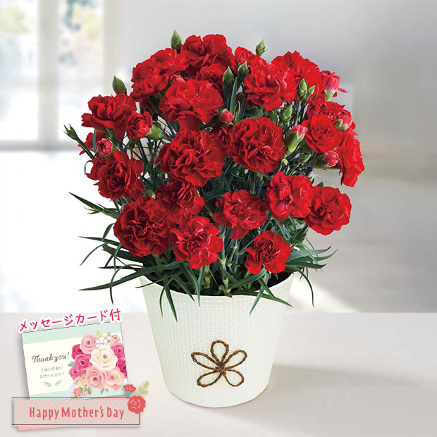 ＜母の日＞カーネーション（感謝の気持ち）（MC37-1）