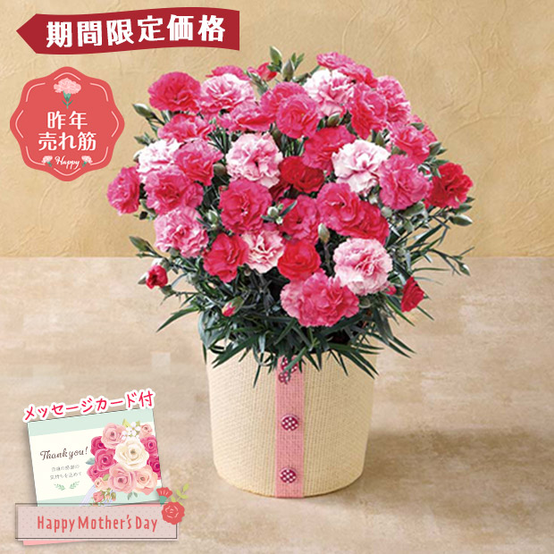 【期間限定価格】＜母の日＞カーネーション（さくらもなか）（MR37-3）