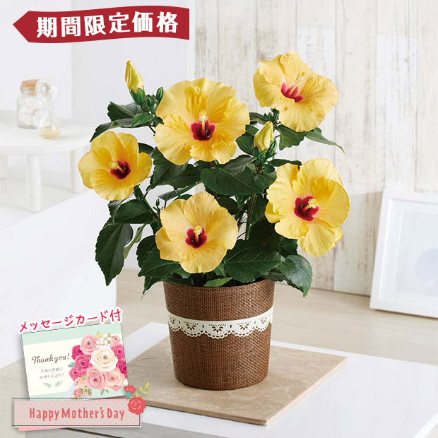 【期間限定価格】＜母の日＞ハイビスカス（アドニスイエロー）（MA37-2C）