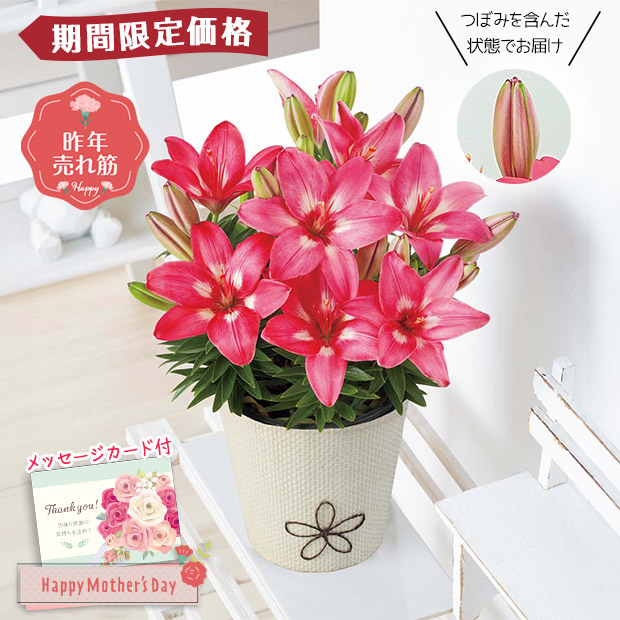 【期間限定価格】＜母の日＞ユリ（ロザリン）（MS37-10）