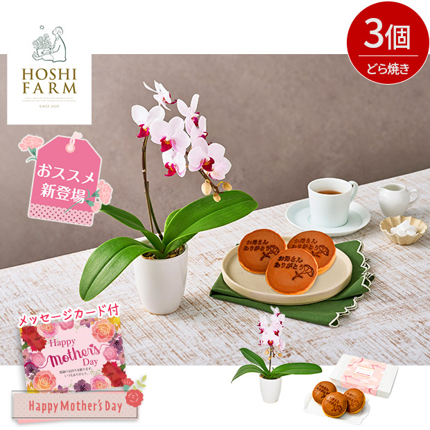 ＜母の日＞【ホシファーム】ミディ胡蝶蘭リトルジェム１本立＆徳島なると金時のどら焼き3個