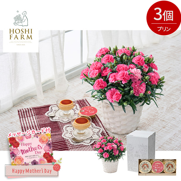 ＜母の日＞【ホシファーム】カーネーション＆たまご村プリン3個