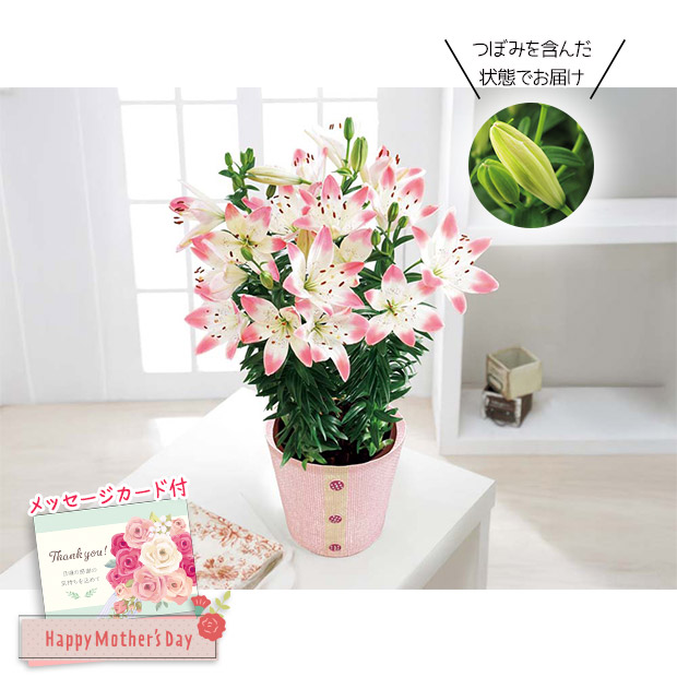 ＜母の日＞ユリ（シュガーラブ）（MR37-7）