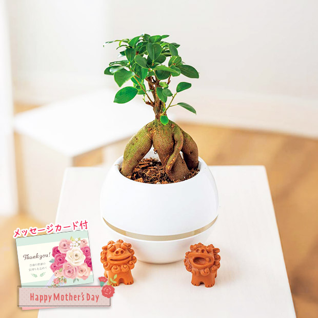 ＜母の日＞ガジュマル シーサー（MFY37-2）