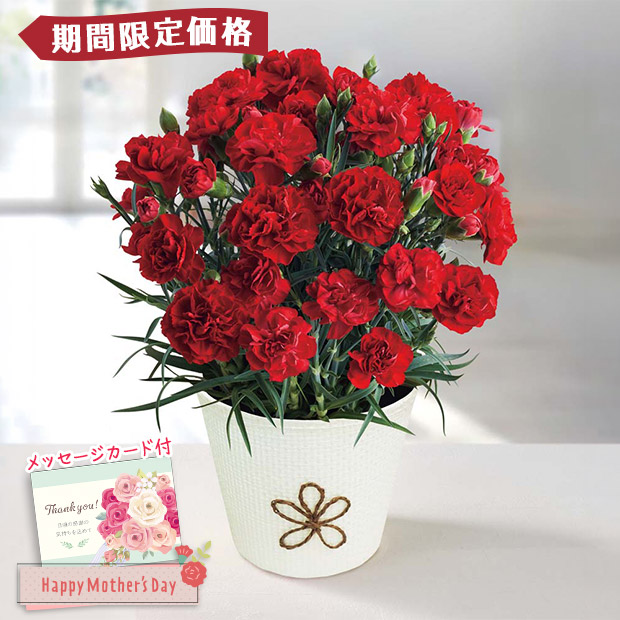 【期間限定価格】＜母の日＞カーネーション（感謝の気持ち）（MC37-1）