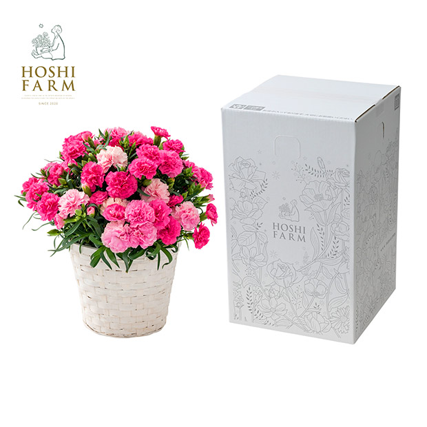 【期間限定価格】＜母の日＞【ホシファーム】カーネーション（ホットハート）