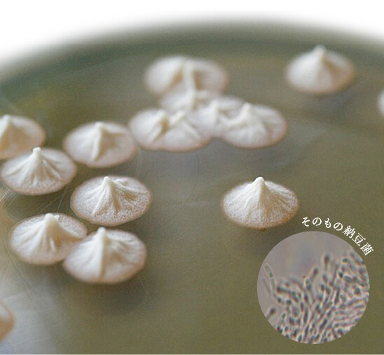 納豆菌