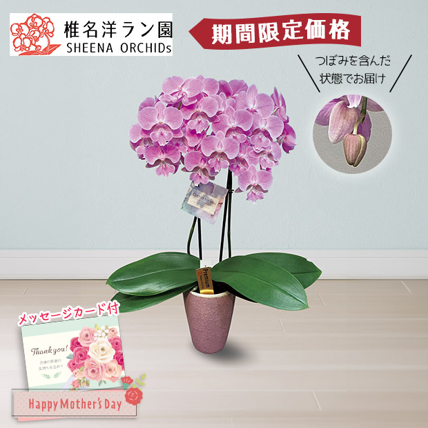 【期間限定価格】＜母の日＞胡蝶蘭（ビックリップキティ）（MC37-5）