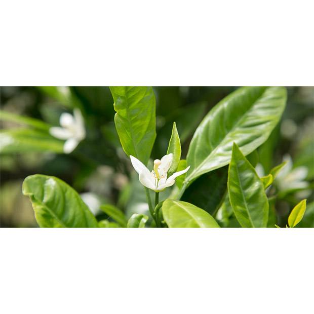 ＜数量限定商品＞【OitaMade】国東みかん 3kg