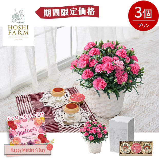 【期間限定価格】＜母の日＞【ホシファーム】カーネーション＆たまご村プリン3個