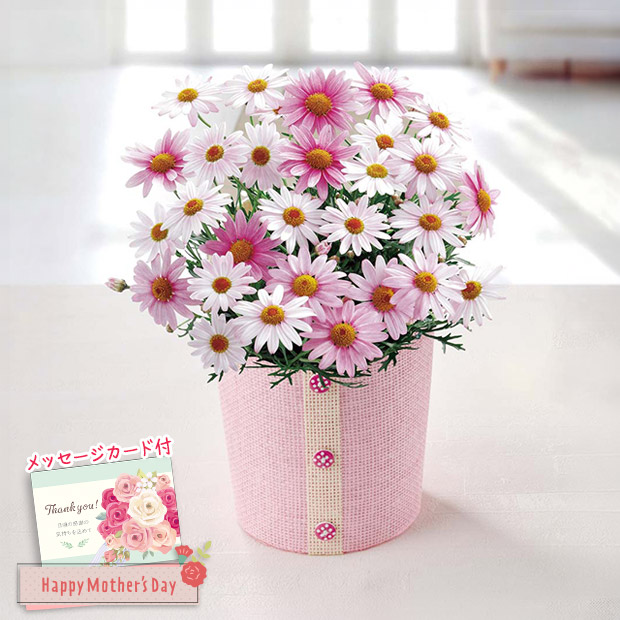 ＜母の日＞マーガレット（さくらべーる）（MR37-11）