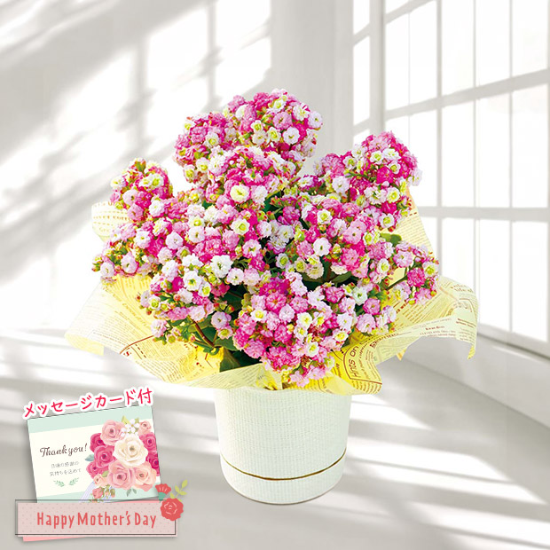 ＜母の日＞カランコエ（メイリーブーケ）（MA38-4）