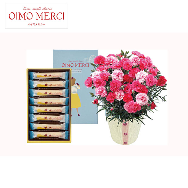 ＜母の日＞カーネーション（さくらもなか）とOIMO MERCI ラングドロール（C40-1）