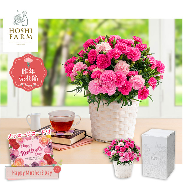 ＜母の日＞【ホシファーム】カーネーション（ホットハート）