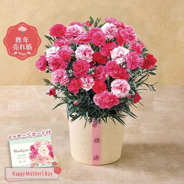 ＜母の日＞カーネーション（さくらもなか）（MR37-3）