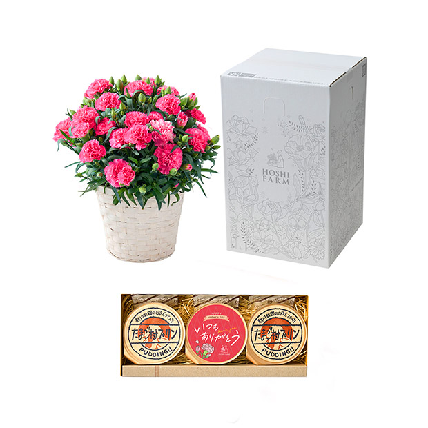 ＜母の日＞【ホシファーム】カーネーション＆たまご村プリン3個