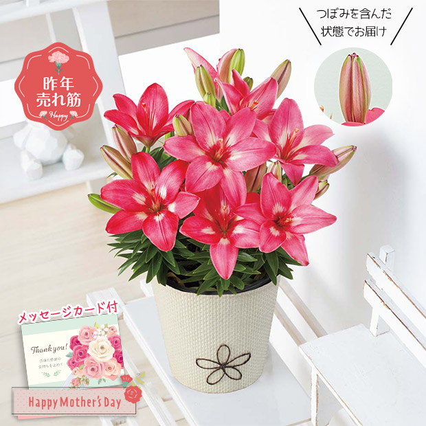 ＜母の日＞ユリ（ロザリン）（MS37-10）