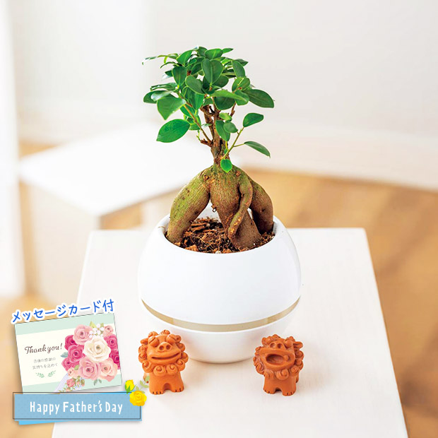 ＜父の日＞ガジュマル シーサー（MFY37-2）