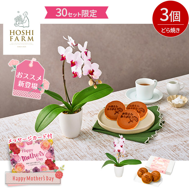 ＜母の日＞【ホシファーム】ミディ胡蝶蘭リトルジェム１本立＆徳島なると金時のどら焼き3個