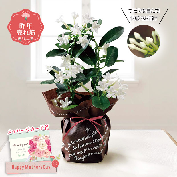 ＜母の日＞マダガスカルジャスミン（MU37-10）